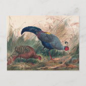 ザシャムキジャントバイジョセフウルフ ポストカード (正面)