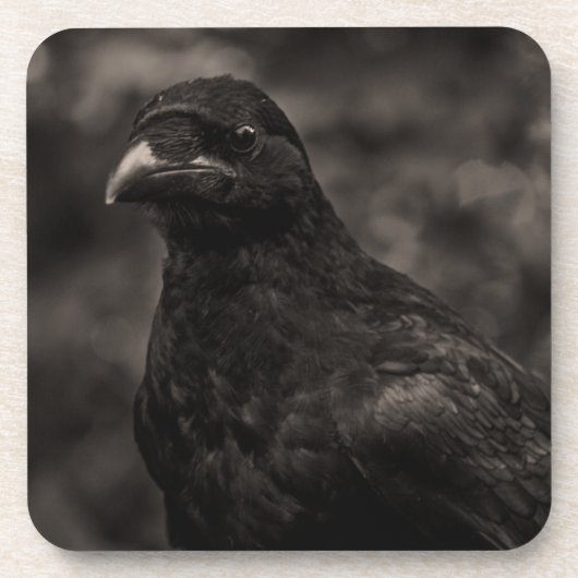 ザシーカー コースター (正面)