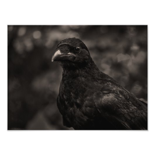 ザシーカー フォトプリント            (正面)