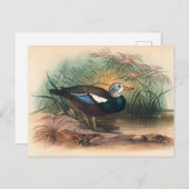 ザシールドアヒルバイジョセフウルフ ポストカード (正面/裏面)