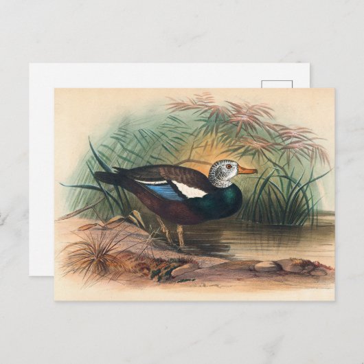 ザシールドアヒルバイジョセフウルフ ポストカード (正面/裏面)