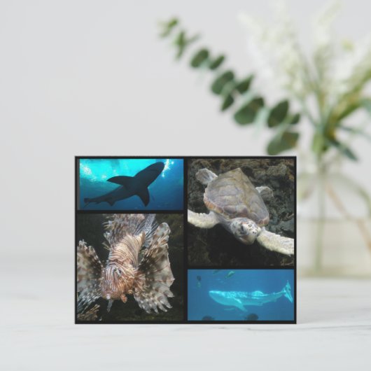 ザジョージア水族館コラージュ ポストカード (スタンド正面)