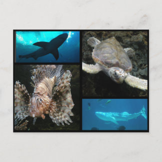 ザジョージア水族館コラージュ ポストカード