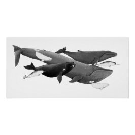 ザスイムオブクジライラストレーションアートクジラ ポスター