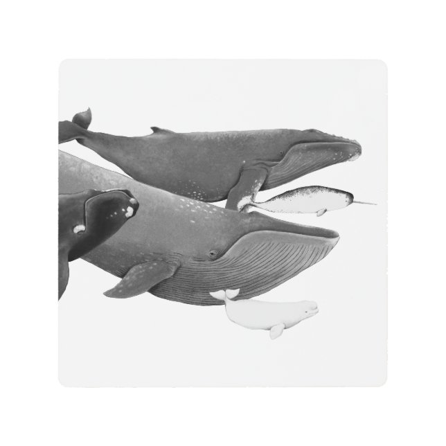 ザスイムオブクジライラストレーションアートクジラ メタルプリント (正面)