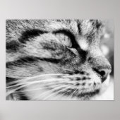 ザスターク ポスター (正面)