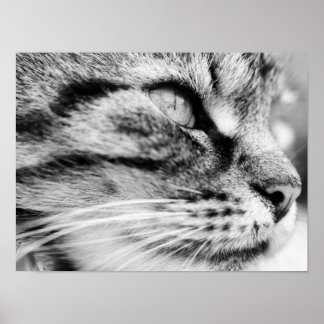 ザスターク ポスター