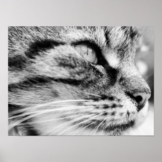 ザスターク ポスター (正面)