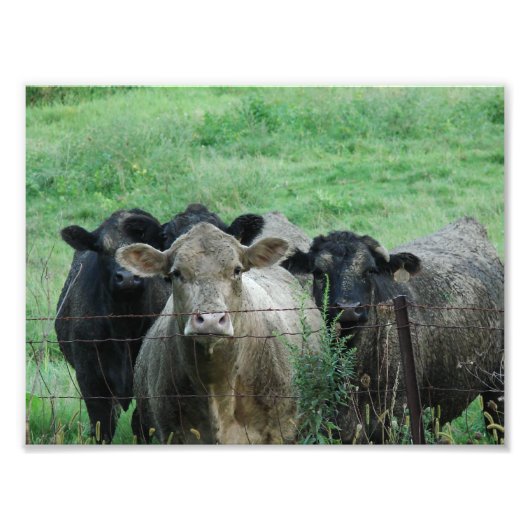 ザスティーアーズ フォトプリント            (正面)