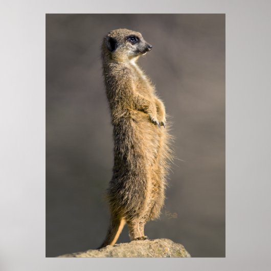 ザセントリープリント ポスター (正面)