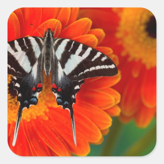 ザゼブラアゲハチョウ蝶 スクエアシール (正面)