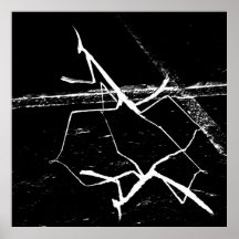 ザゼンマンティス