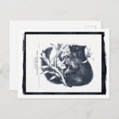 ザソウティオポッサム ポストカード (正面/裏面)