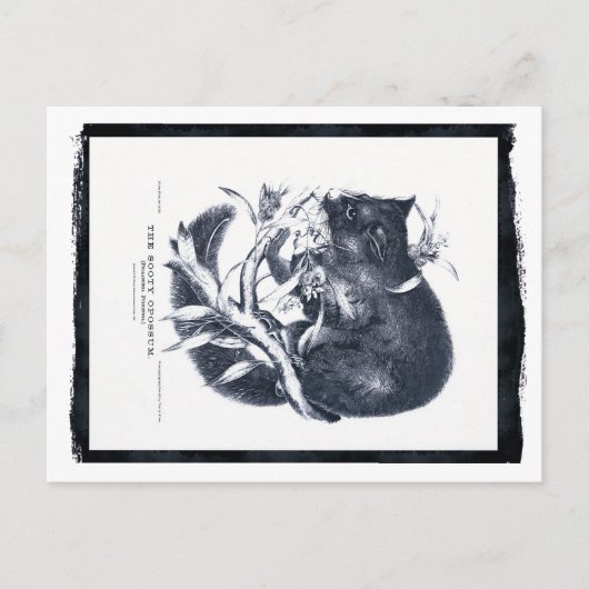 ザソウティオポッサム ポストカード (正面)