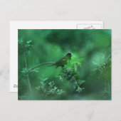 ザソング ポストカード (正面/裏面)