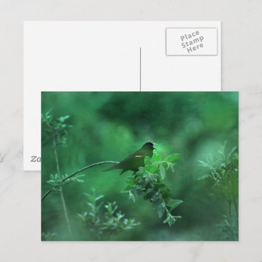 ザソング ポストカード (正面/裏面)