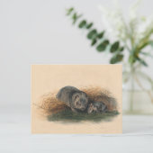 ザタスマニアのウォンバットbyジョセフ・ウルフ ポストカード (スタンド正面)