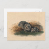 ザタスマニアのウォンバットbyジョセフ・ウルフ ポストカード (正面/裏面)