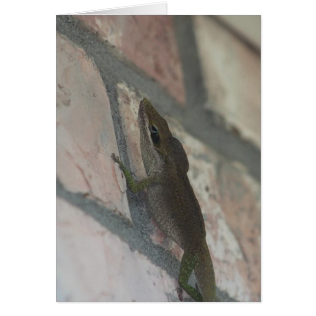 ザダークトカゲ (正面)