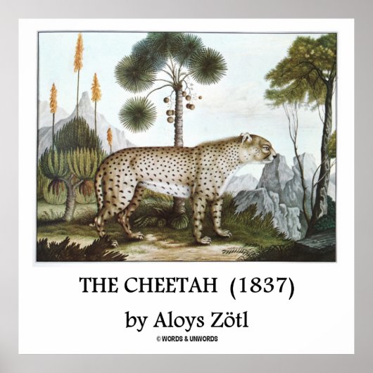 ザチエタ(1837)by Aloys Zotl ポスター (正面)