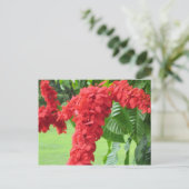 ザチャコニア、国花 ポストカード (スタンド正面)