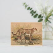 ザチータヴィンテージ動物図絵はがき ポストカード (スタンド正面)