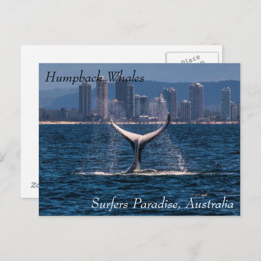 ザッキーオフサーファーズパラダイス ポストカード (正面/裏面)