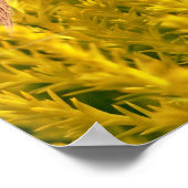 ザツバメ ポスター (角)