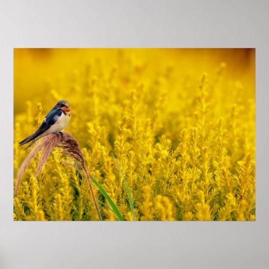 ザツバメ ポスター (正面)