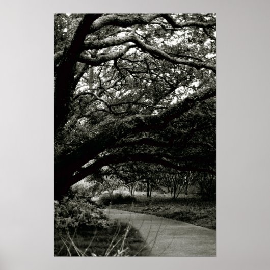 ザツリー ポスター (正面)