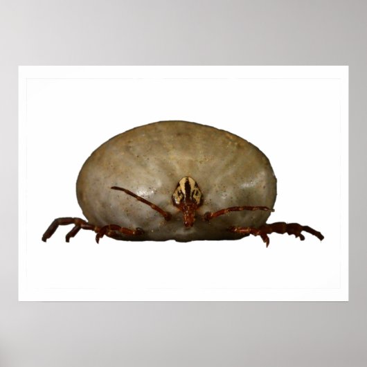 ザティック ポスター (正面)