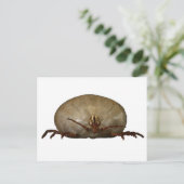 ザティック ポストカード (スタンド正面)