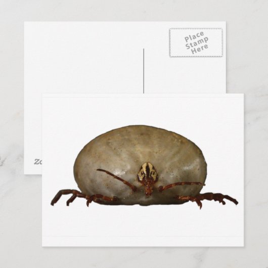 ザティック ポストカード (正面/裏面)