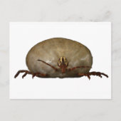 ザティック ポストカード (正面)