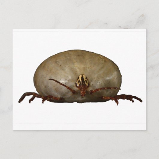 ザティック ポストカード (正面)