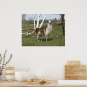 ザデイリーラマ ポスター (キッチン)