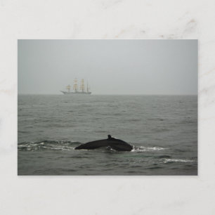 ザトウクジラと背の高い船はがき ポストカード