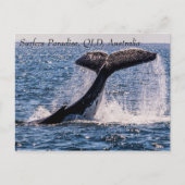 ザトウクジラのサーファーズパラダイスパシフィック海 ポストカード (正面)