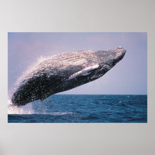 ザトウクジラのジャンプ ポスター (正面)