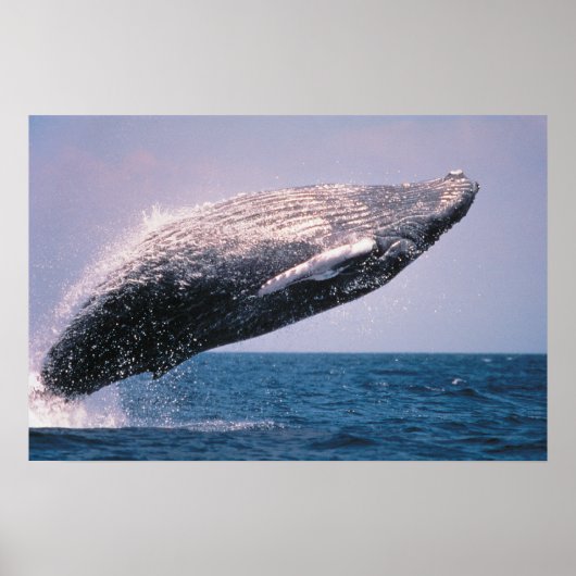 ザトウクジラのジャンプ ポスター (正面)
