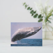 ザトウクジラのジャンプ ポストカード (スタンド正面)