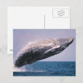ザトウクジラのジャンプ ポストカード (正面/裏面)