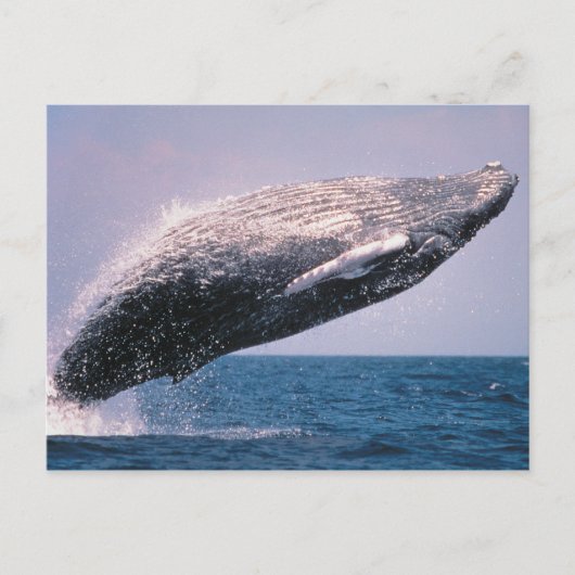 ザトウクジラのジャンプ ポストカード (正面)