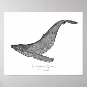 ザトウクジラのハグミ ポスター