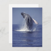 ザトウクジラのブリーチング（メガテラ） ポストカード (正面/裏面)