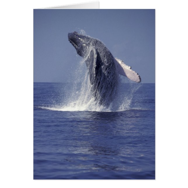 ザトウクジラのブレーチング（Megaptera (正面)