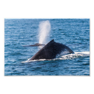 ザトウクジラの写真のプリント フォトプリント