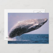 ザトウクジラの密猟 ポストカード (正面/裏面)