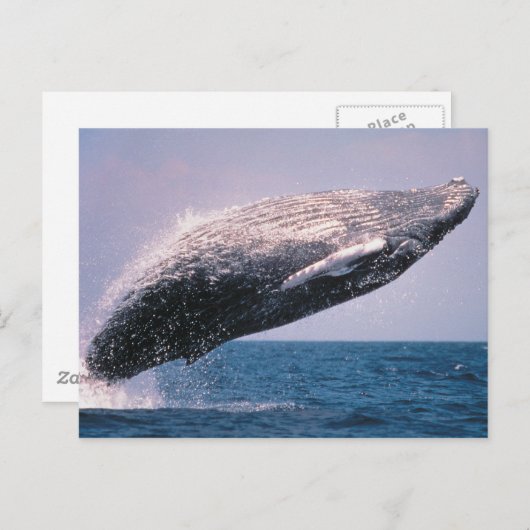 ザトウクジラの密猟 ポストカード (正面/裏面)