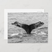 ザトウクジラの尾のスプラッシュ – 野生生物写真 ポストカード (正面/裏面)